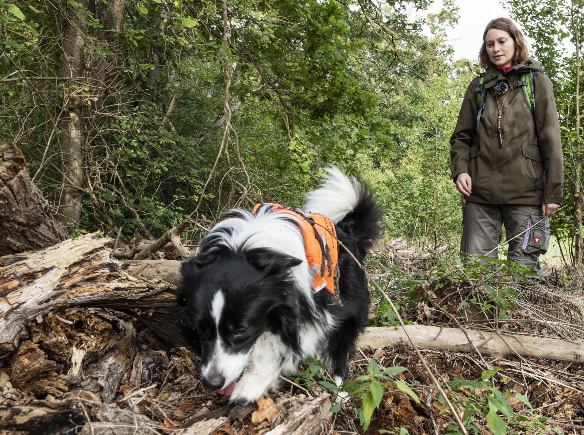 Spürhund bei der Molchsuche Spürhund bei der Molchsuche